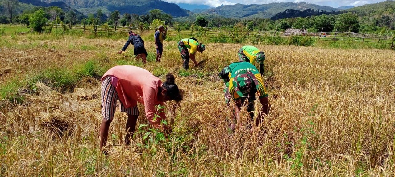 Musim Panen Tiba, 2 Pos Jajaran Satgas Yonarmed 6/3 Bantu Warga Panen Padi