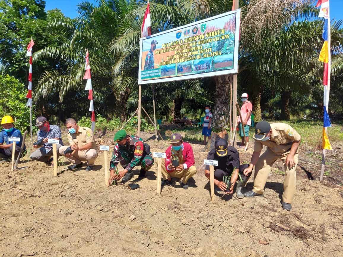 Sukseskan Program Food Estate, Satgas Yonif 643/Wns Menanam Sorgum Serentak di Wilayah Perbatasan.