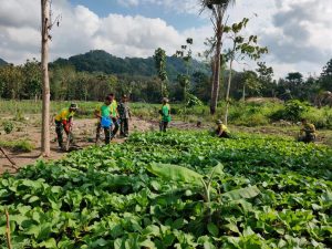 Bangun Ketahanan Pangan di Perbatasan, Satgas Yonarmed 6/3 Kostrad Manfaatkan Lahan Perkebunan