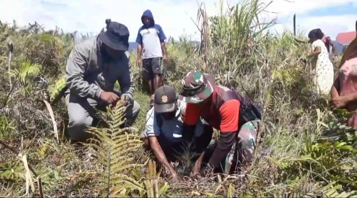 Lestarikan Lingkungan, Satgas Yonmek 403 Bersama Warga Tanam Pohon Pinus di Pegunungan Bintang Papua