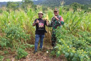Kebun Satgas Yonif 131 di Skouw Papua, Diapresiasi Komunitas Pertanian GCI