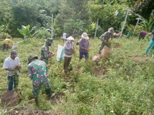 Satgas Pamtas Yonif Mekanis 643/Wns Bersama Masyarakat Perbatasan Panen Kacang Tanah