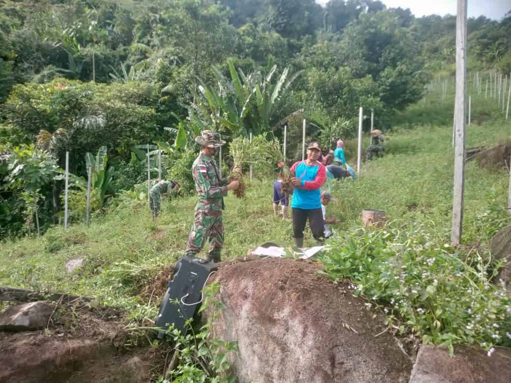 Satgas Pamtas Yonif Mekanis 643/Wns Bersama Masyarakat Perbatasan Panen Kacang Tanah