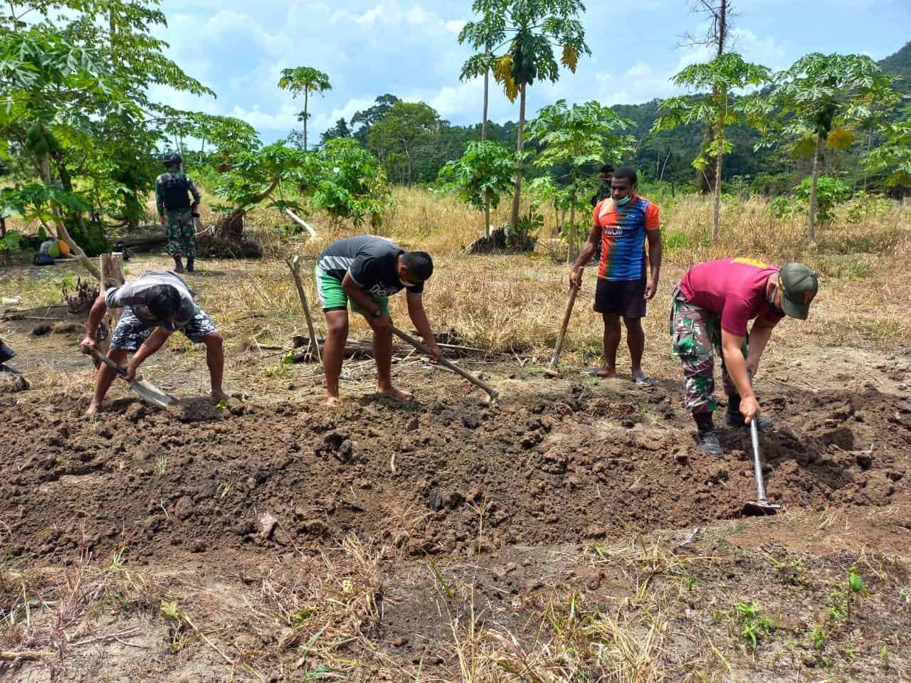 Dukung Ketahanan Pangan, Satgas Yonif 131/Brs dan Masyarakat Buat Kebun Sayuran di Papua