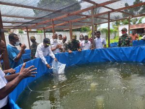 Satgas Yonif 131 Kembangkan Budidaya Ikan Lele Dengan Kolam Terpal di Papua