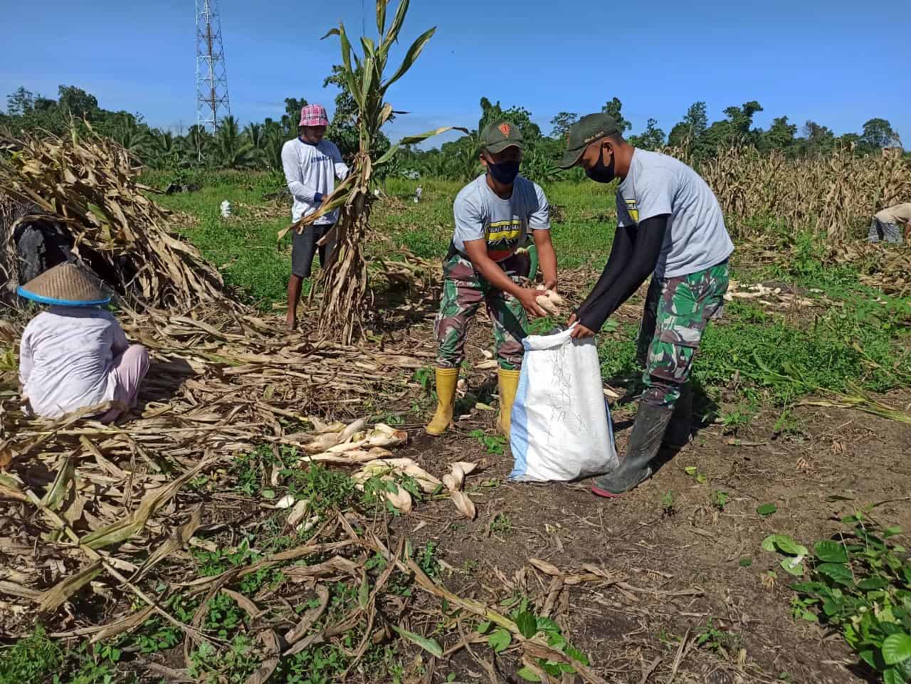 Satgas Yonif 131/Brs Bersama Warga Panen Jagung di Kampung Yetti Papua