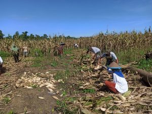 Satgas Yonif 131/Brs Bersama Warga Panen Jagung di Kampung Yetti Papua
