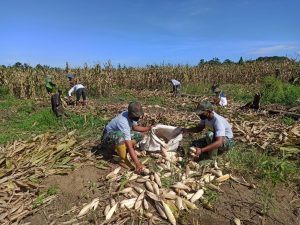 Satgas Yonif 131/Brs Bersama Warga Panen Jagung di Kampung Yetti Papua