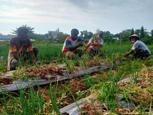 Satgas Pamtas 131 Ajarkan Berkebun Bawang Merah di Skouw Papua