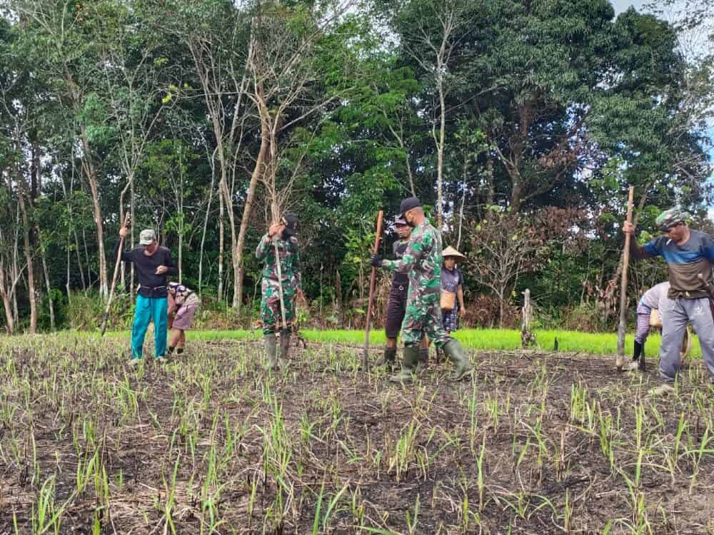 Satgas Yonif 144/JY Lestarikan Budaya Nugal Padi Bersama Warga di Perbatasan