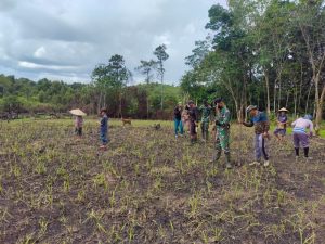 Satgas Yonif 144/JY Lestarikan Budaya Nugal Padi Bersama Warga di Perbatasan