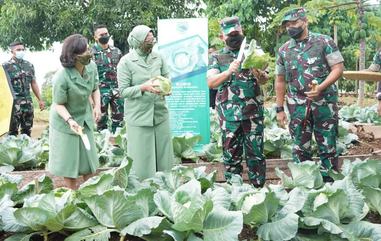 Kasad Panen Sayur dan Buah di Kasuari Green Kodam Kasuari