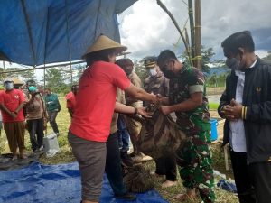 Kabupaten Jayawijaya Menuju Swasembada Beras.