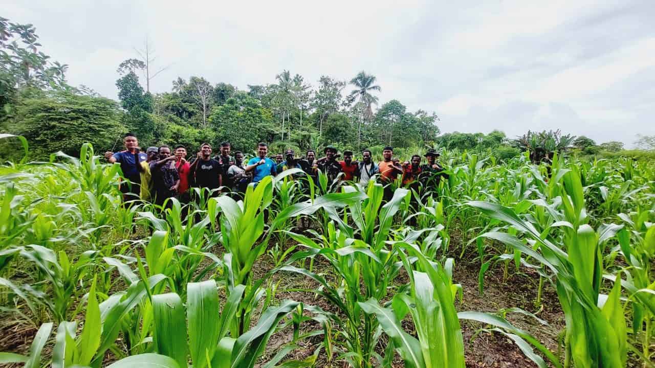Tanaman Masyarakat Tumbuh Subur, Bukti Keberhasilan Pelatihan Pertanian Satgas Pamtas Yonif 126/KC