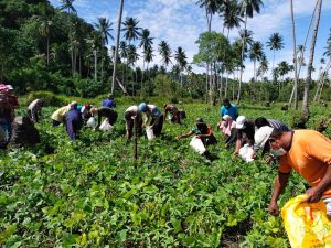 Satgas Yonarhanud 11/WBY Bersama Dengan Masyarakat Desa Biloro Menggelar Panen Raya
