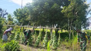 Satgas Kodim Maluku Utara Yonif RK 732/Banau Dampingi Masyarakat Bercocok Tanam di Kebun