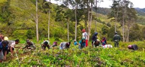 Tingkatkan Hasil Panen, Satgas Yonif MR 412 Lakukan Pendampingan Perawatan Kebun di Pedalaman Papua