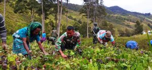 Tingkatkan Hasil Panen, Satgas Yonif MR 412 Lakukan Pendampingan Perawatan Kebun di Pedalaman Papua