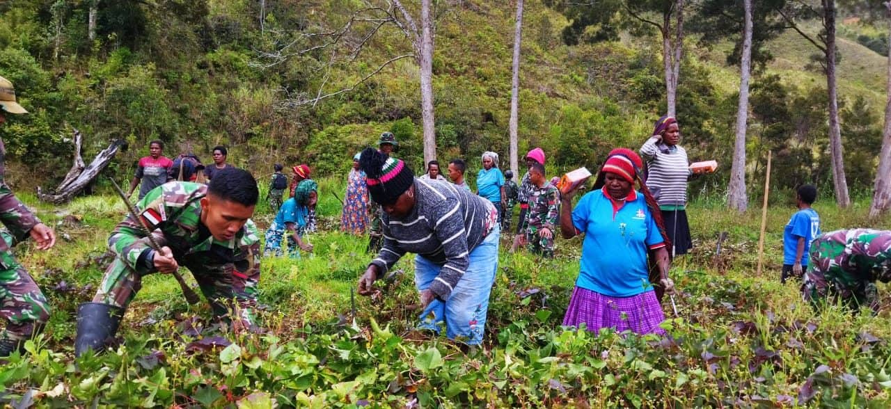 Tingkatkan Hasil Panen, Satgas Yonif MR 412 Lakukan Pendampingan Perawatan Kebun di Pedalaman Papua