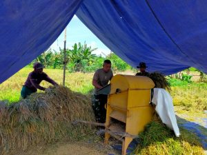 Bantu Warga Panen Padi, Satgas Pamtas Yonif 711/Rks Dukungan Ketahanan Pangan di Perbatasan