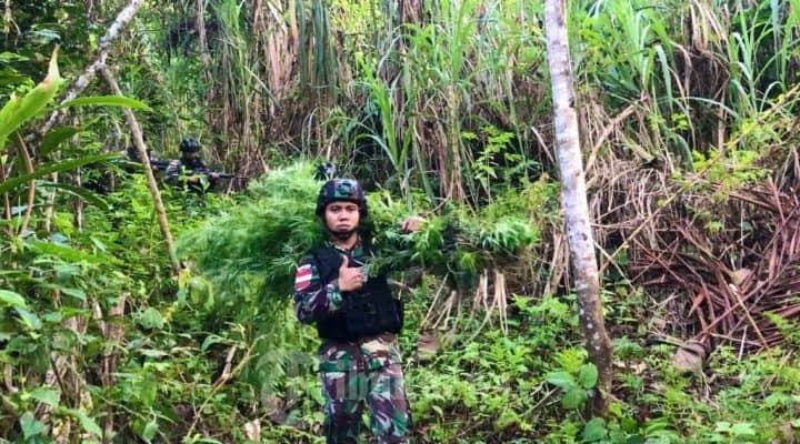 Berkat Kemanunggalan TNI-Rakyat, Satgas TNI AD Temukan 5 H Ganja di Papua