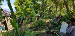 Anggota Satgas Kodim Maluku Yonarhanud 11/WBY Bantu Petani Memanen Serai di Dusun Waikiku