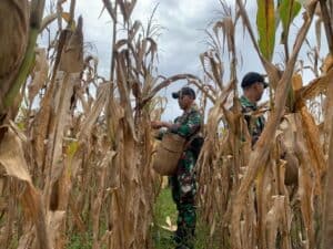 Dukung Ketahanan Pangan, Satgas Pamtas RI-MLY Yonif 645/GTY Panen Jagung Bersama Masyarakat Perbatasan