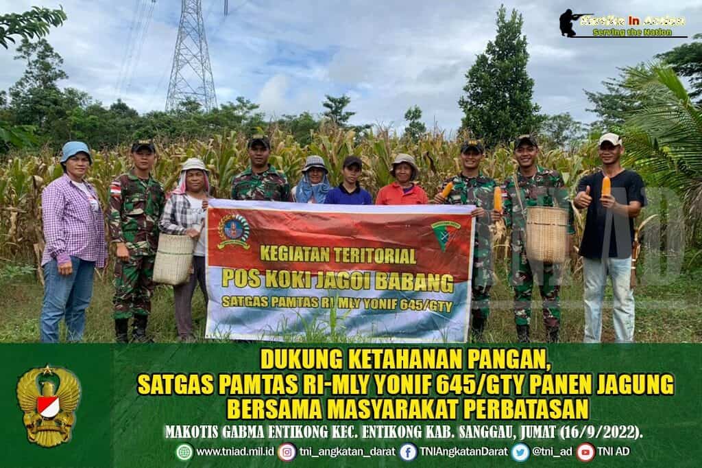 Dukung Ketahanan Pangan, Satgas Pamtas RI-MLY Yonif 645/GTY Panen Jagung Bersama Masyarakat Perbatasan