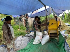 Bentuk Dukungan Ketahanan Pangan, Yonif RK 136/TS Bantu Panen Padi di Distrik Yembun