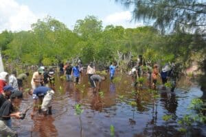 Korem 172/PWY Bersama Mahasiswa Uncen Tanam 500 Mangrove di Pantai Enggros Abepura