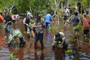 Korem 172/PWY Bersama Mahasiswa Uncen Tanam 500 Mangrove di Pantai Enggros Abepura