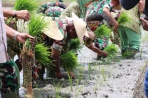 Danrem 172/PWY Tanam Padi Perdana di Kampung Helalua Distrik Assolokobal Kab. Jayawijaya