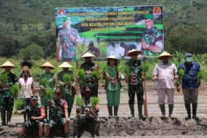 Danrem 172/PWY Tanam Padi Perdana di Kampung Helalua Distrik Assolokobal Kab. Jayawijaya