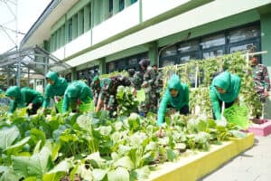 Panen Sayuran Hasil Pengembangan Teknologi Akuaponik Korem 084/BJ