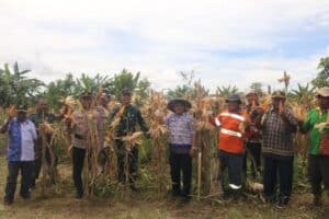 Perkuat Ketahanan Pangan, Kodim 1806/TB bersama Forkopimda Panen Raya Jagung