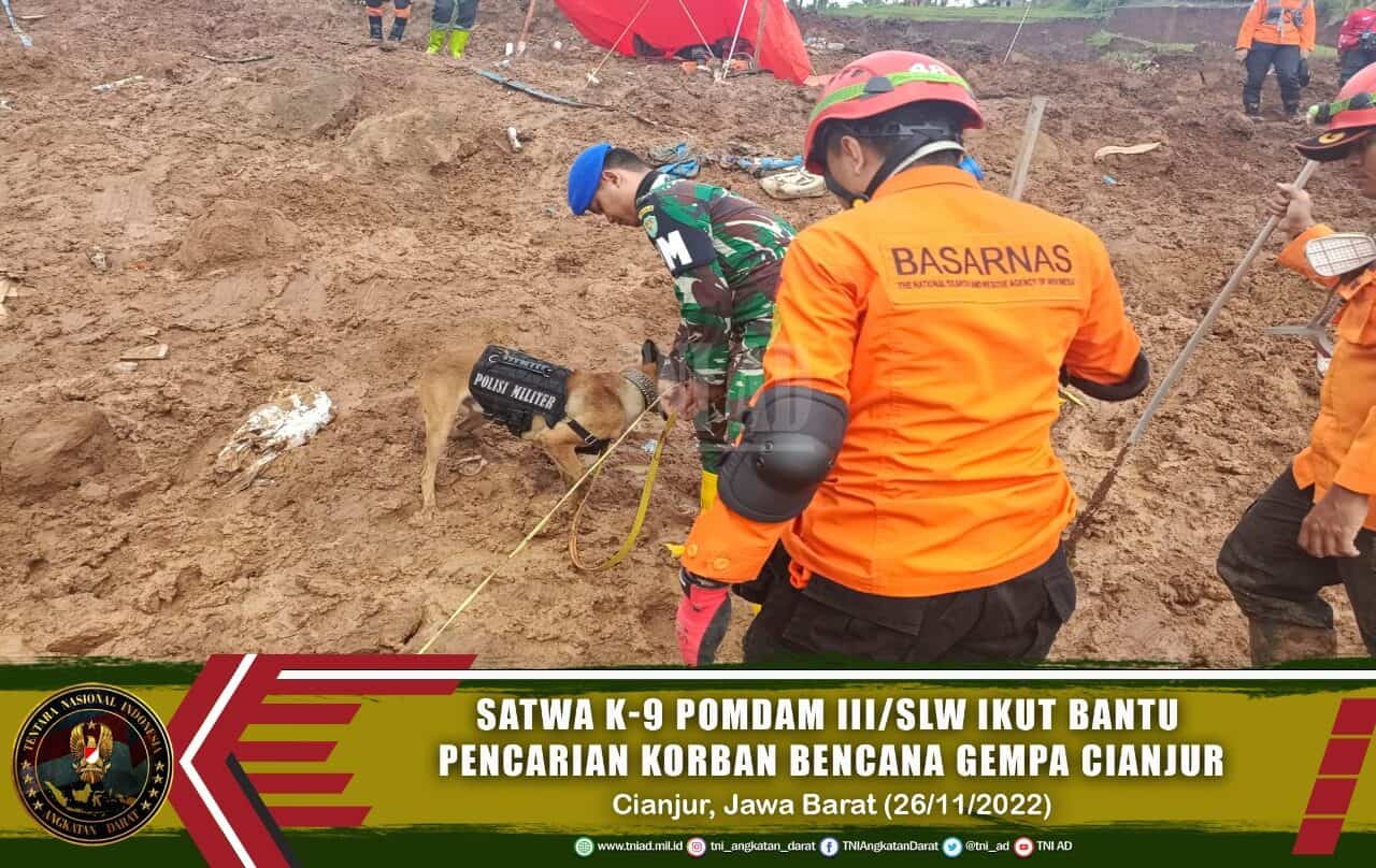 Satwa K-9 Pomdam III/Slw Ikut Bantu Pencarian Korban Bencana Gempa Cianjur