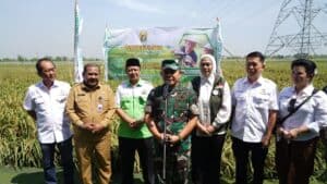 Kasad Panen Raya Padi Unggulan di Karawang