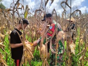 Panen Jagung Hibrida Satgas Pamtas Yonif 645/GTY Bersama Kelompok Tani Binaan