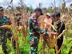 Panen Jagung Hibrida Satgas Pamtas Yonif 645/GTY Bersama Kelompok Tani Binaan