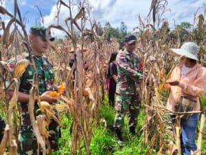 Panen Jagung Hibrida Satgas Pamtas Yonif 645/GTY Bersama Kelompok Tani Binaan