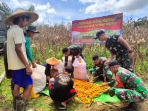 Panen Jagung Hibrida Satgas Pamtas Yonif 645/GTY Bersama Kelompok Tani Binaan