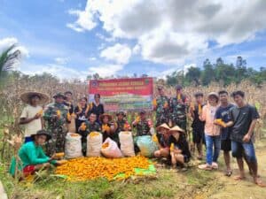 Panen Jagung Hibrida Satgas Pamtas Yonif 645/GTY Bersama Kelompok Tani Binaan