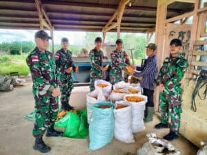 Panen Jagung Hibrida Satgas Pamtas Yonif 645/GTY Bersama Kelompok Tani Binaan