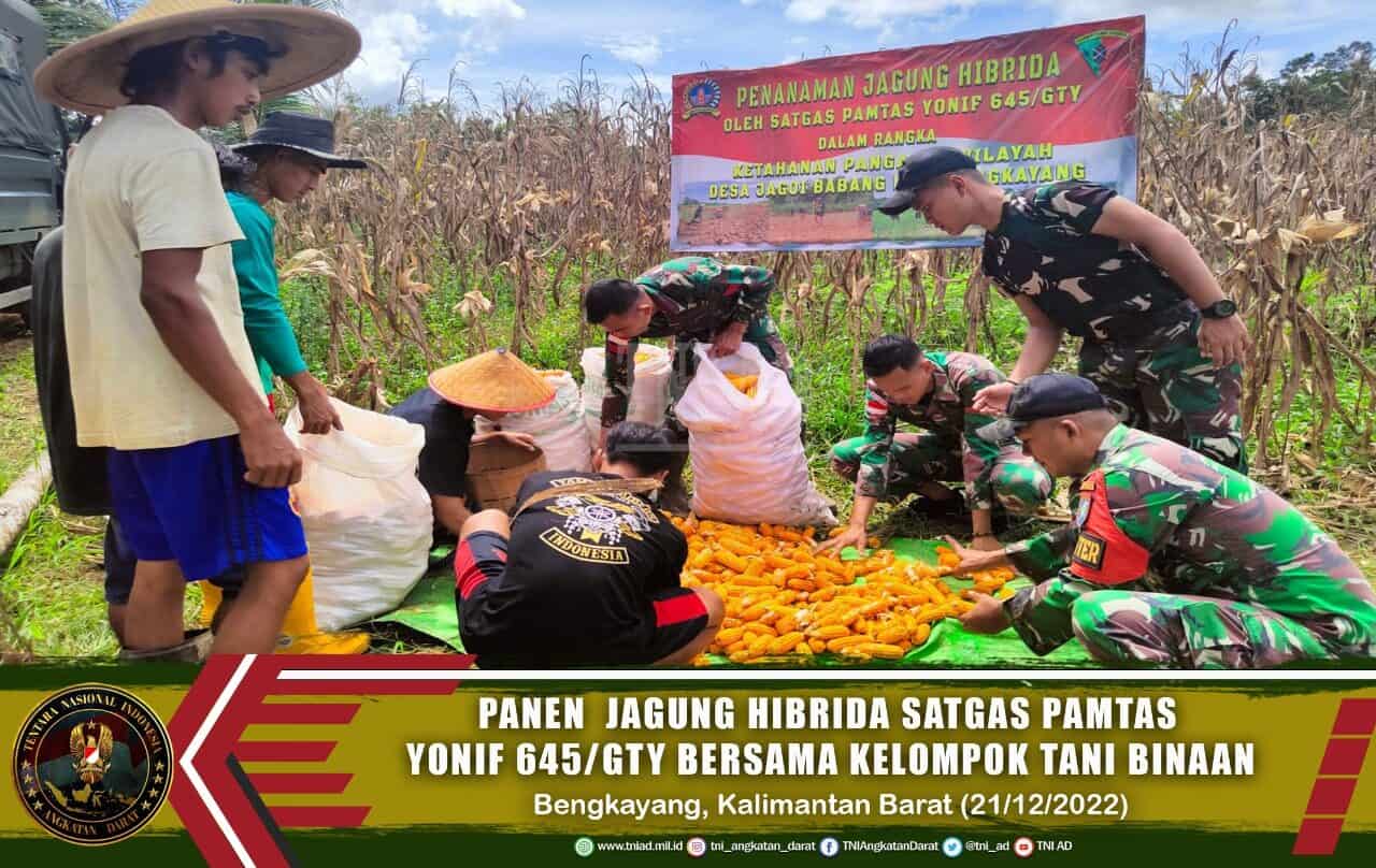 Panen Jagung Hibrida Satgas Pamtas Yonif 645/GTY Bersama Kelompok Tani Binaan