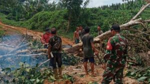 Personel Satgas Yonarmed 19/105 Trk Bogani Bantu Warga Evakuasi Pohon Tumbang di Perbatasan RI-Malaysia