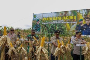 Perkuat Ketahanan Pangan, Kodim 0613/Ciamis bersama Forkopimda Panen Raya Jagung