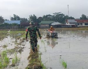 Babinsa Koramil 01/Tirawuta Kodim 1412/Kolaka Turun Langsung Bantu Bajak Sawah Warga