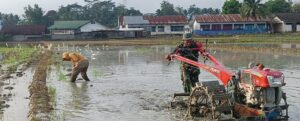 Babinsa Koramil 01/Tirawuta Kodim 1412/Kolaka Turun Langsung Bantu Bajak Sawah Warga