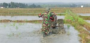 Babinsa Koramil 01/Tirawuta Kodim 1412/Kolaka Turun Langsung Bantu Bajak Sawah Warga