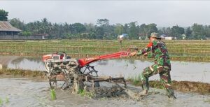 Babinsa Koramil 01/Tirawuta Kodim 1412/Kolaka Turun Langsung Bantu Bajak Sawah Warga